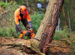 Best Utility Line Clearance  in Santa Nella, CA